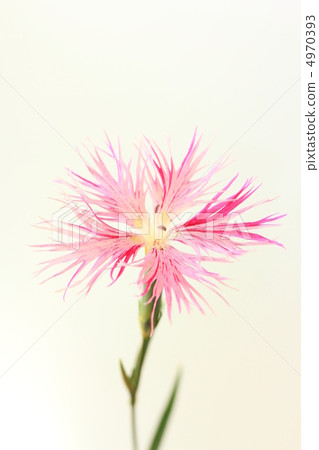 Kawaranadeshiko 4970393