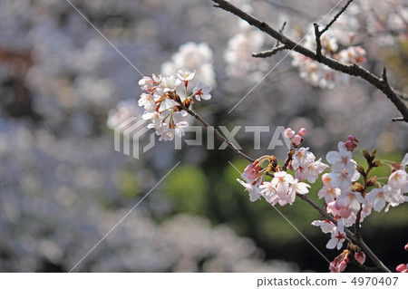 Cherry blossoms and buds Cherry blossoms and buds 4970407