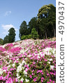 杜鵑花和藍天 4970437