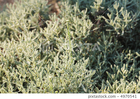 Herb / Santorini Gray 4970541