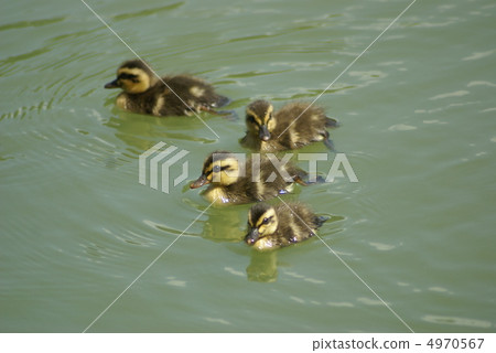 cargamo的孩子 4970567