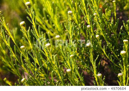 Herb / Santorina Green 4970684
