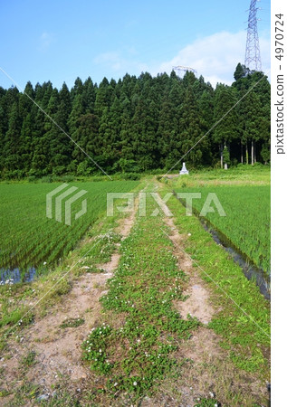Rural paddy field 4970724