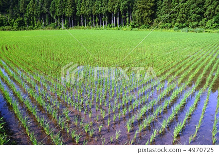 大米按順序種植 4970725