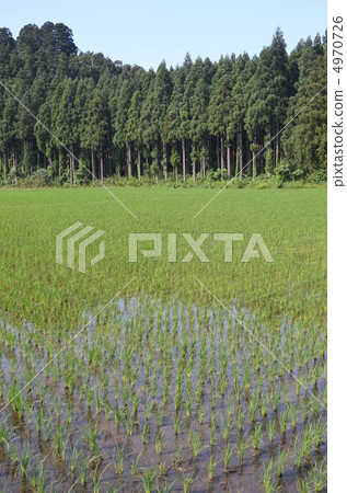 大米按順序種植 4970726