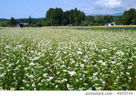 A buckwheat field with white flowers bloomed A buckwheat field with white flowers bloomed 4970734