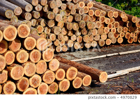 Timber aggregation area 4970829