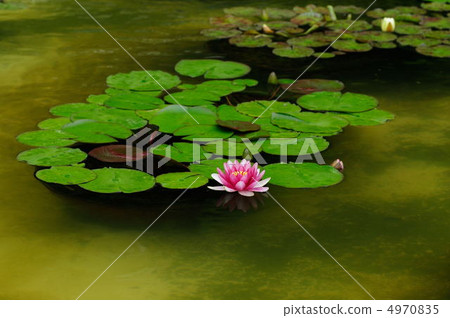 Water lily 4970835