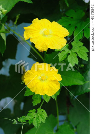 Loofah flowers 4970842