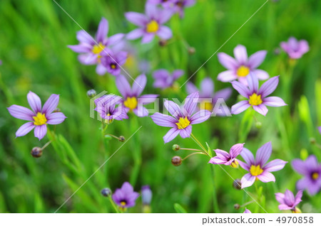 Niwazekishou Niwazekishou 4970858