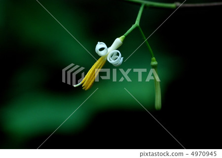 Turpentine Turpentine 4970945