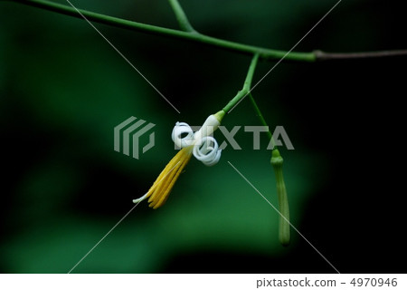 Turpentine Turpentine 4970946