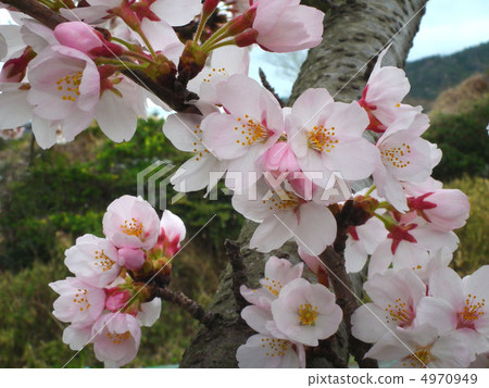 Sakura Sakura 4970949
