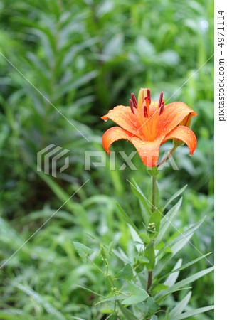 橙色的百合花盛開，下著盛開 4971114