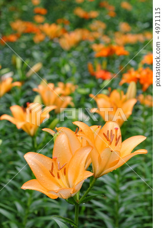 橙色的百合花盛開，下著盛開 4971115