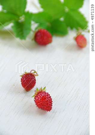 野草莓 野草莓 4971139