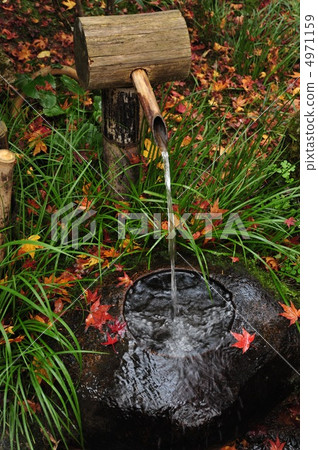 京都Gioji寺的筑波 4971159