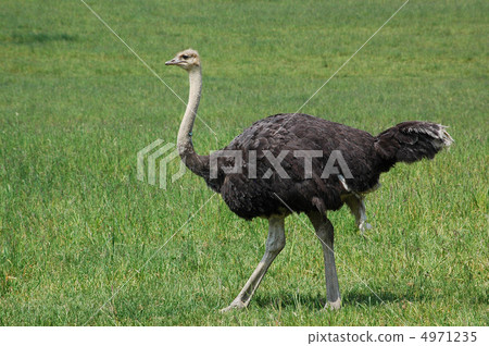 Ostrich 4971235