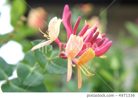 Roniserra金銀花 4971336