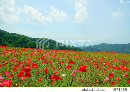 六月Chirley Poppy和Poppyidae 36 Chichibu Takahara Ranch 4971389