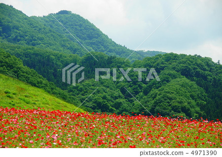 六月Chirley Poppy和Poppyidae 35 Chichibu Takahara Ranch 4971390