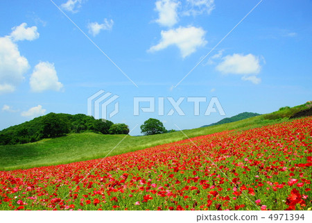 June Chirley Poppy and Poppyidae 31 Chichibu Takahara Ranch June Chirley Poppy and Poppyidae 31 Chichibu Takahara Ranch 4971394