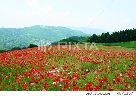 June Chirley Poppy and Poppyidae 28 Chichibu Takahara Ranch June Chirley Poppy and Poppyidae 28 Chichibu Takahara Ranch 4971397