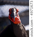 犀鳥 4971673
