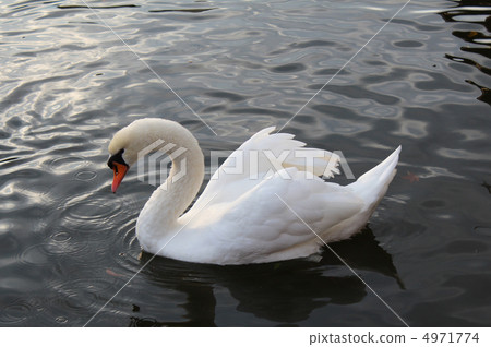 Swan on the water surface 4971774