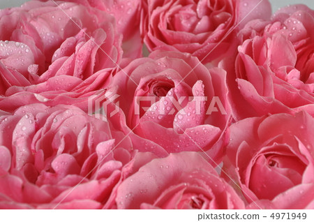 Leonardo da Vinci combining old rose modern rose 4971949