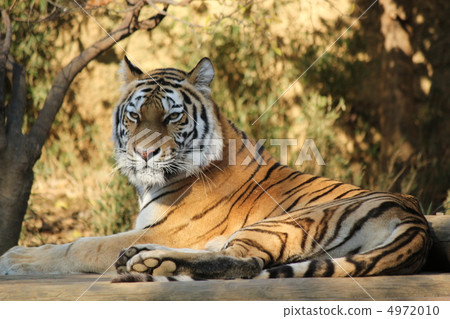 Amur tiger_7 4972010