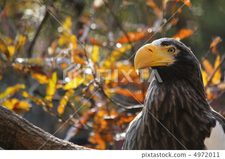 Steller's sea eagle_1 Steller's sea eagle_1 4972011