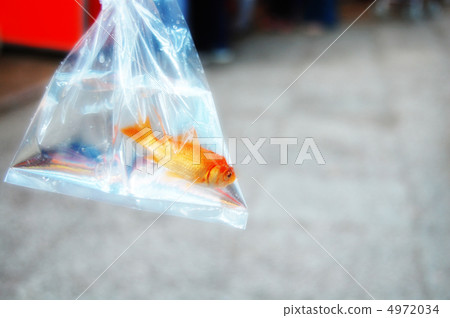 金魚 金魚 4972034