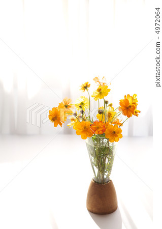 Kivanacosmos placed on the window side 4972064