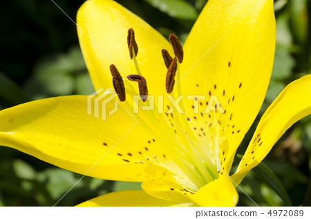 雙簧管植物園的蘇庫裡 4972089