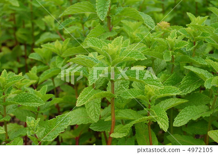 薄荷 4972105