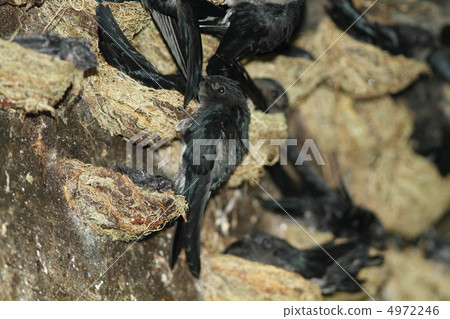 Swallow's nest Swallow's nest 4972246