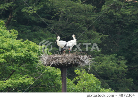 Two pairs of storks (Toyooka City, Hyogo Prefecture) 4972304