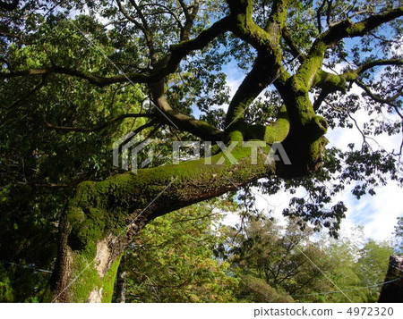 Forest bathing 4972320