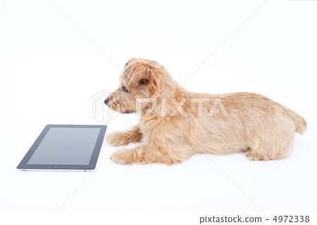 Tablet PC and dog 4972338