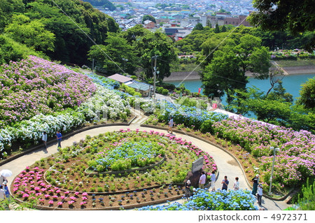 Hirahara Onsen Hydrangea 4972371
