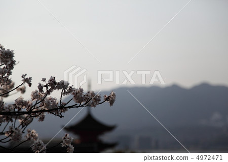 Miyajima Spring scent Miyajima Spring scent 4972471