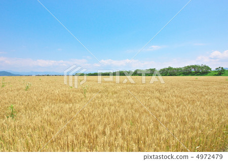 Barley fall Barley fall 4972479