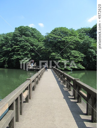 井之頭公園的樹路 井之頭公園的樹路 4972620