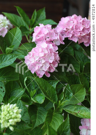 hydrangea   4972814