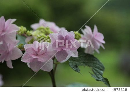 女孩的心 4972816