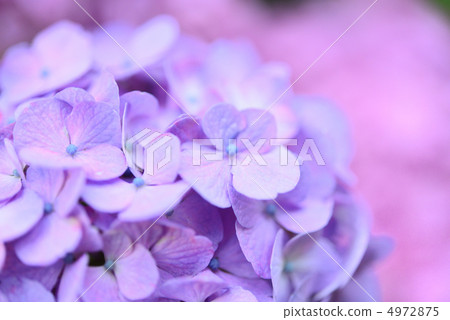 hydrangea hydrangea 4972875