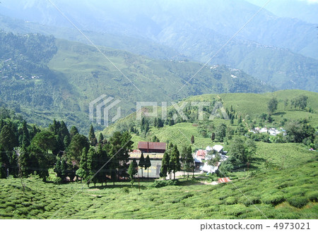 印度大吉嶺的茶園 4973021