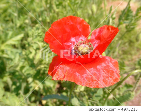 Hinaguchi (Hinagishi) Flower language: compassion A Red Poppy 4973215
