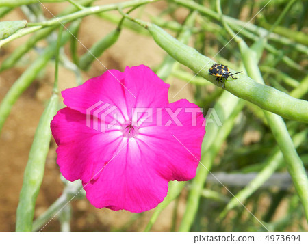Larvae of Saccharomyces caterpillar 4973694
